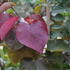 Cercis_canadensis_Eternal_Flame_1.JPG