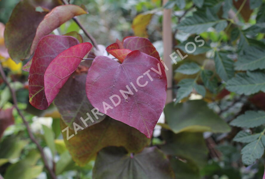 Zmarlika 'Eternal Flame'® - Cercis canadensis 'Eternal Flame'®