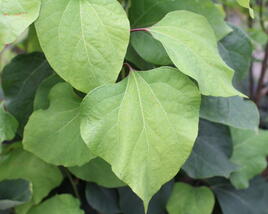 Lindera tupolaločná