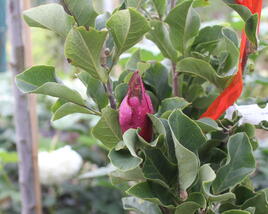 Šácholan 'March-Till-Frost'