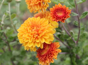 Listopadka indická 'Wendy Yellow' - Dendranthema indicum 'Wendy Yellow'