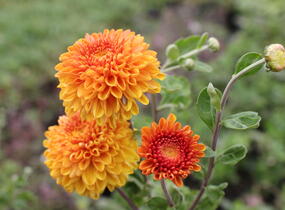 Listopadka indická 'Wendy Yellow' - Dendranthema indicum 'Wendy Yellow'