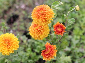 Listopadka indická 'Wendy Yellow' - Dendranthema indicum 'Wendy Yellow'
