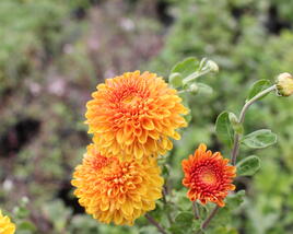 Listopadka indická 'Wendy Yellow'