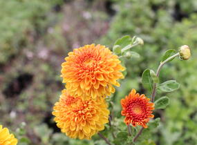Listopadka indická 'Wendy Yellow' - Dendranthema indicum 'Wendy Yellow'