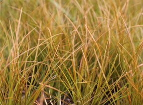 Ostřice - Carex testacea