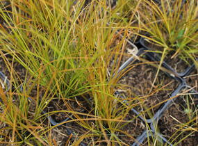 Ostřice - Carex testacea