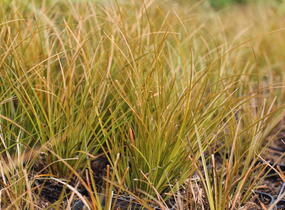Ostřice - Carex testacea