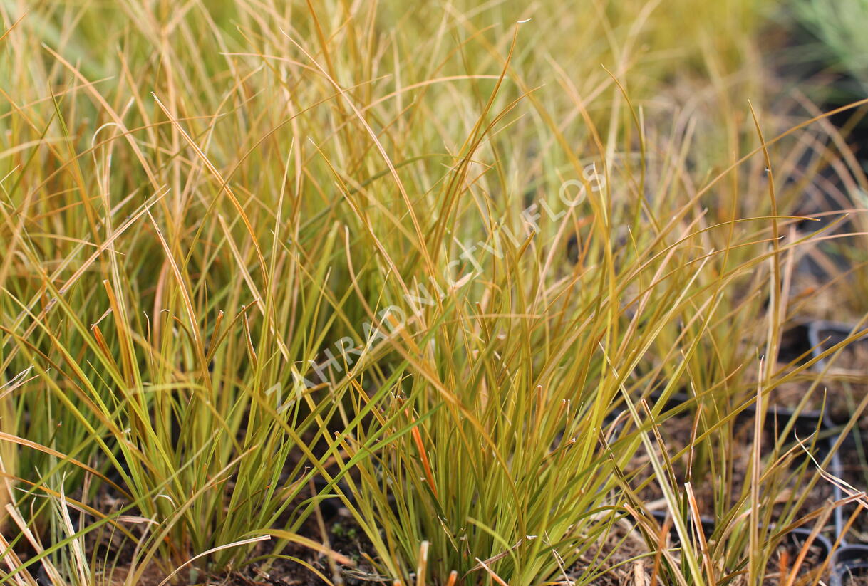 Ostřice - Carex testacea