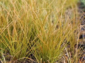 Ostřice - Carex testacea