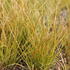 Carex_testacea_1.JPG