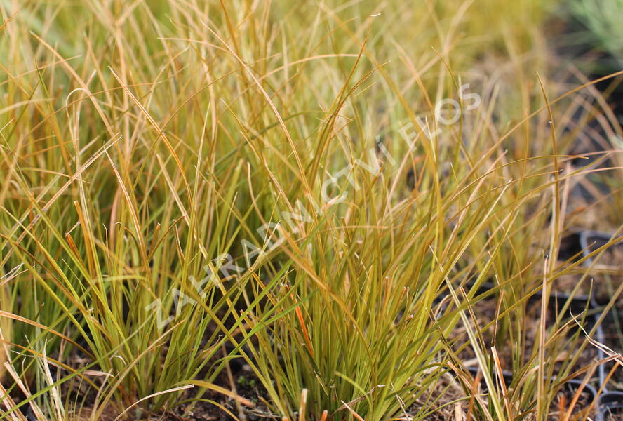 Ostřice - Carex testacea