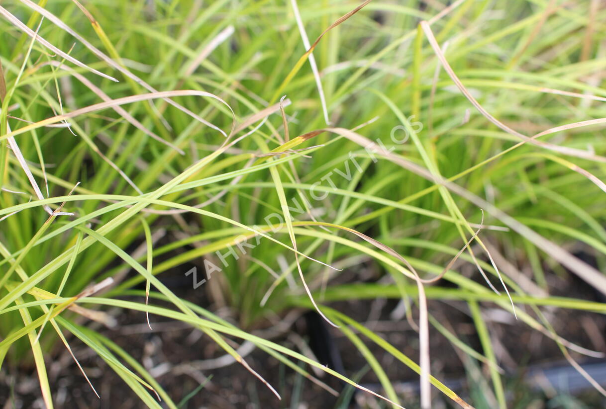 Ostřice 'Osaka' - Carex lenta 'Osaka'