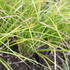 Carex_lenta_Osaka_1.JPG