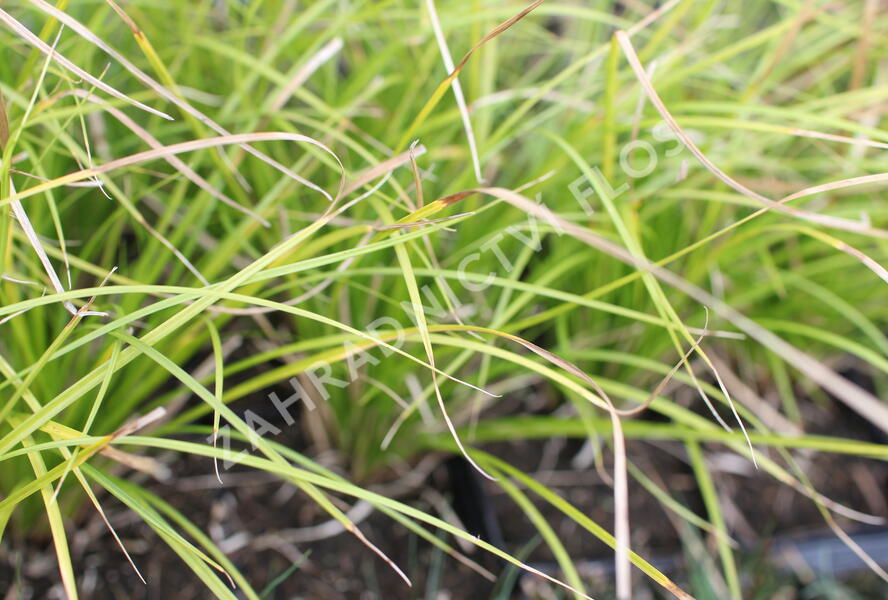 Ostřice 'Osaka' - Carex lenta 'Osaka'