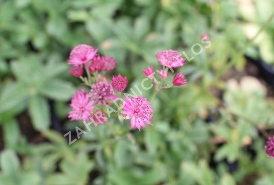 Jarmanka větší 'Red Joyce' - Astrantia major 'Red Joyce'