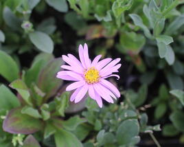 Hvězdnice chlumní 'Rosa Erfuellung'