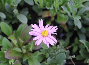 Hvězdnice chlumní 'Rosa Erfuellung' - Aster amellus 'Rosa Erfuellung'