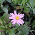 Aster_amellus_Rosa_Erfuellung_1.JPG