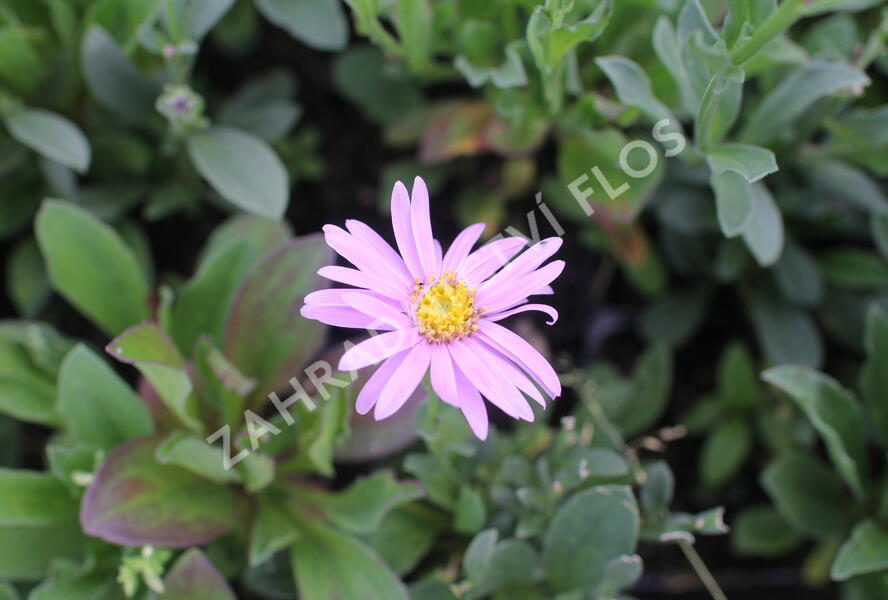 Hvězdnice chlumní 'Rosa Erfuellung' - Aster amellus 'Rosa Erfuellung'