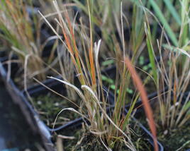 Kavyl 'Pheasant's Tail'