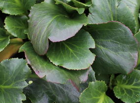 Bergénie srdčitá 'Dragonfly Sakura' - Bergenia cordifolia 'Dragonfly Sakura'
