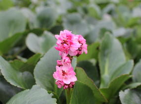 Bergénie srdčitá 'Dragonfly Sakura' - Bergenia cordifolia 'Dragonfly Sakura'