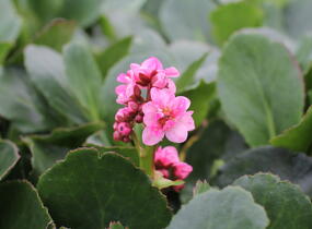 Bergénie srdčitá 'Dragonfly Sakura' - Bergenia cordifolia 'Dragonfly Sakura'