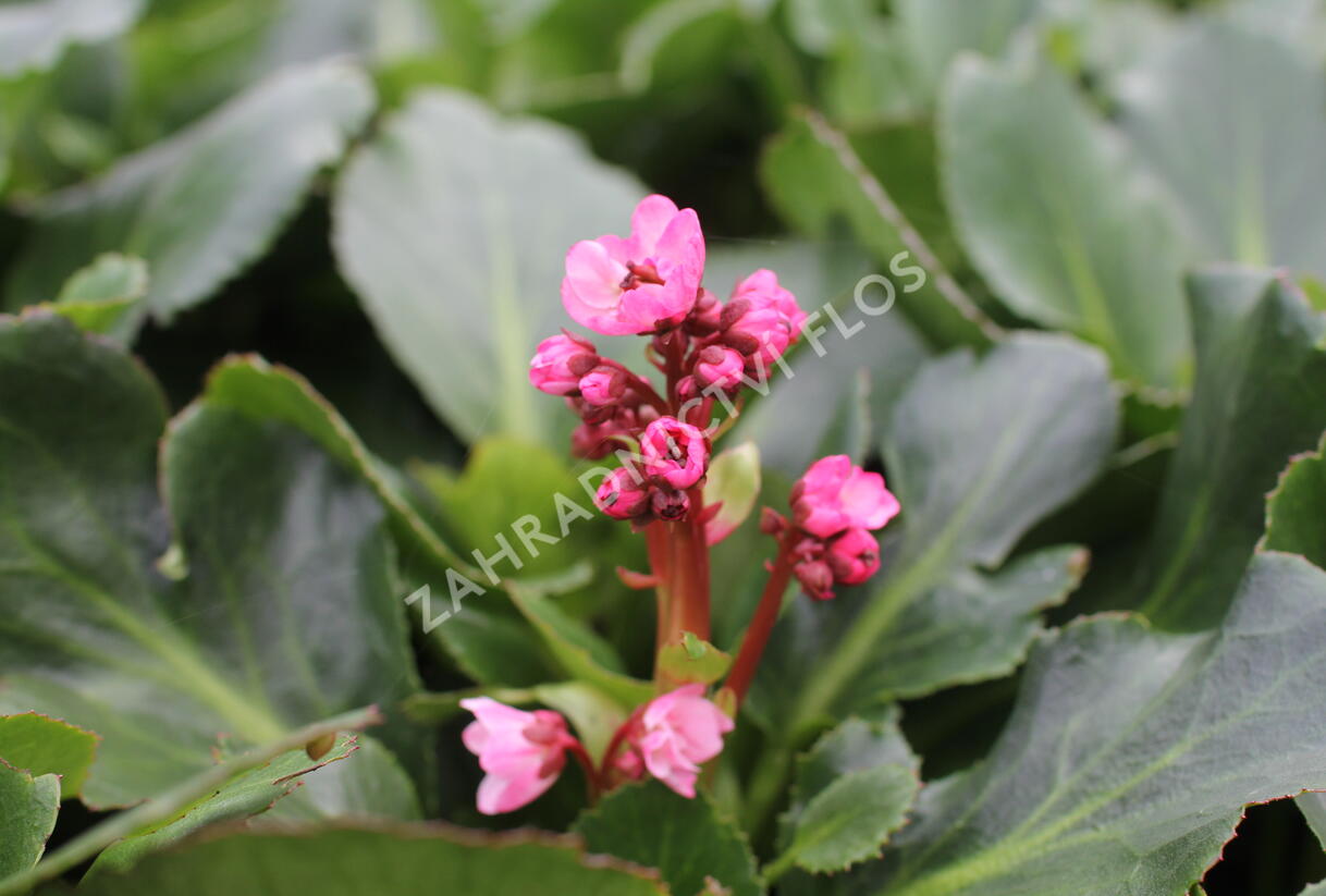 Bergénie srdčitá 'Dragonfly Sakura' - Bergenia cordifolia 'Dragonfly Sakura'