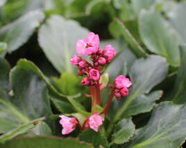 Bergénie srdčitá 'Dragonfly Sakura'