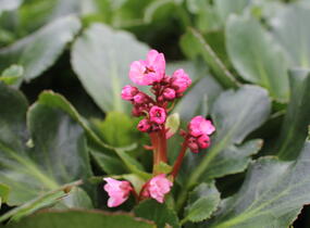 Bergénie srdčitá 'Dragonfly Sakura' - Bergenia cordifolia 'Dragonfly Sakura'