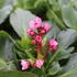Bergenia_cordifolia_Dragonfly_Sakura_1.JPG