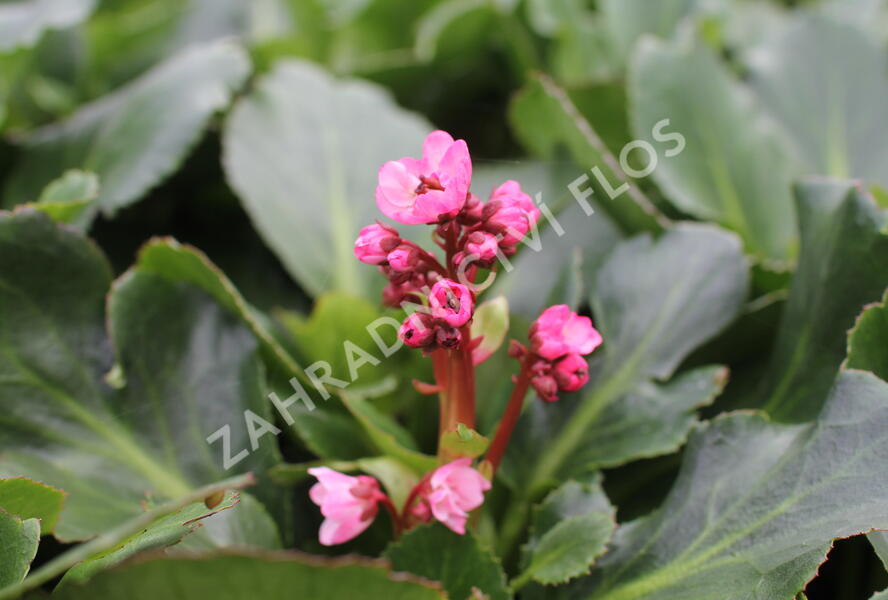 Bergénie srdčitá 'Dragonfly Sakura' - Bergenia cordifolia 'Dragonfly Sakura'