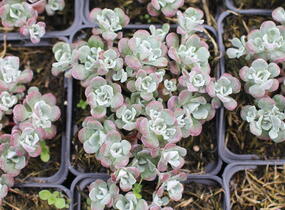 Rozchodník lžičkolistý 'Planum' - Sedum spathulifolium 'Planum'