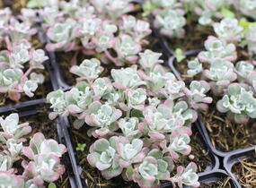 Rozchodník lžičkolistý 'Planum' - Sedum spathulifolium 'Planum'