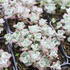 Sedum_spathulifolium_Plana_1.JPG