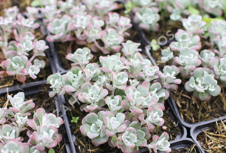 Rozchodník lžičkolistý 'Planum' - Sedum spathulifolium 'Planum'