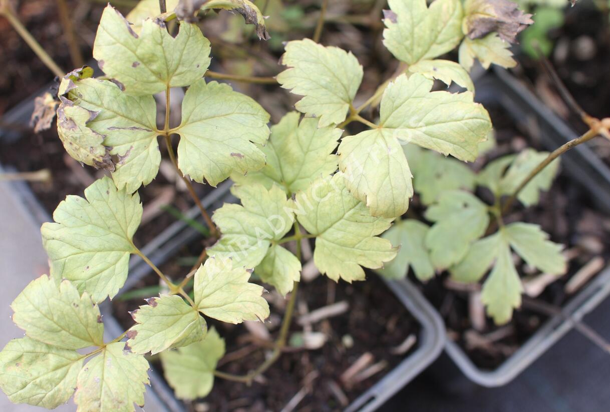 Samorostlík 'Misty Blue' - Actaea pachypoda 'Misty Blue'