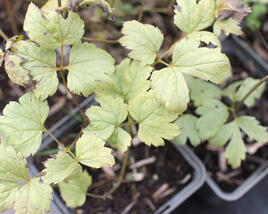 Samorostlík 'Misty Blue'