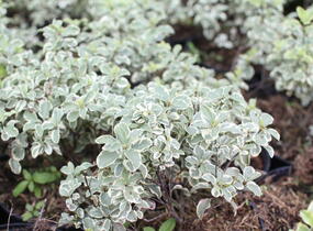 Slizoplod černající 'Variegatum' - Pittosporum tenuifolium 'Variegatum'