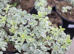 Slizoplod černající 'Variegatum' - Pittosporum tenuifolium 'Variegatum'