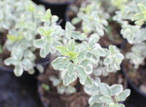 Slizoplod černající 'Variegatum' - Pittosporum tenuifolium 'Variegatum'