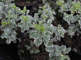 Slizoplod černající 'Variegatum' - Pittosporum tenuifolium 'Variegatum'