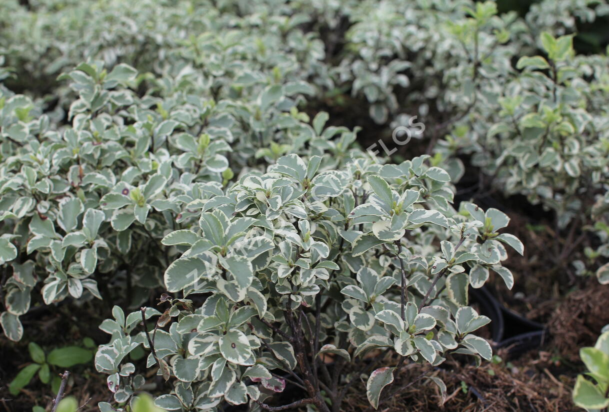 Slizoplod černající 'Variegatum' - Pittosporum tenuifolium 'Variegatum'