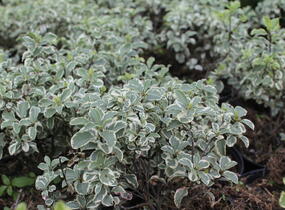 Slizoplod černající 'Variegatum' - Pittosporum tenuifolium 'Variegatum'