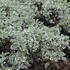 Pittosporum_tenuifolium_Variegatum_1.JPG