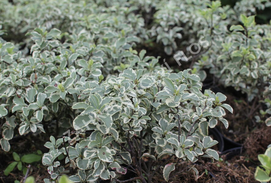 Slizoplod černající 'Variegatum' - Pittosporum tenuifolium 'Variegatum'