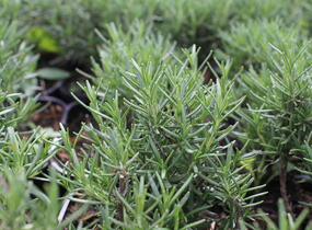 Rozmarýn lékařský 'Tuscan Blue' - Rosmarinus officinalis 'Tuscan Blue'