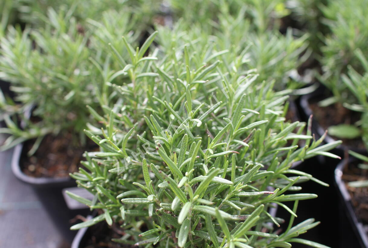 Rozmarýn lékařský 'Tuscan Blue' - Rosmarinus officinalis 'Tuscan Blue'