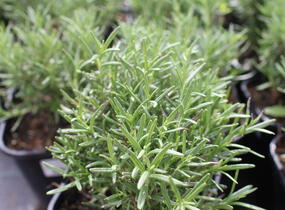 Rozmarýn lékařský 'Tuscan Blue' - Rosmarinus officinalis 'Tuscan Blue'